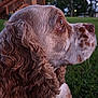 dog, curly_ears, side_profile, brown_and_white, grass, outdoor, house, stairs, wooden_railing, collar, pet, canine, nature, twilight, greenery, fur, animal, looking_away, calm, portrait