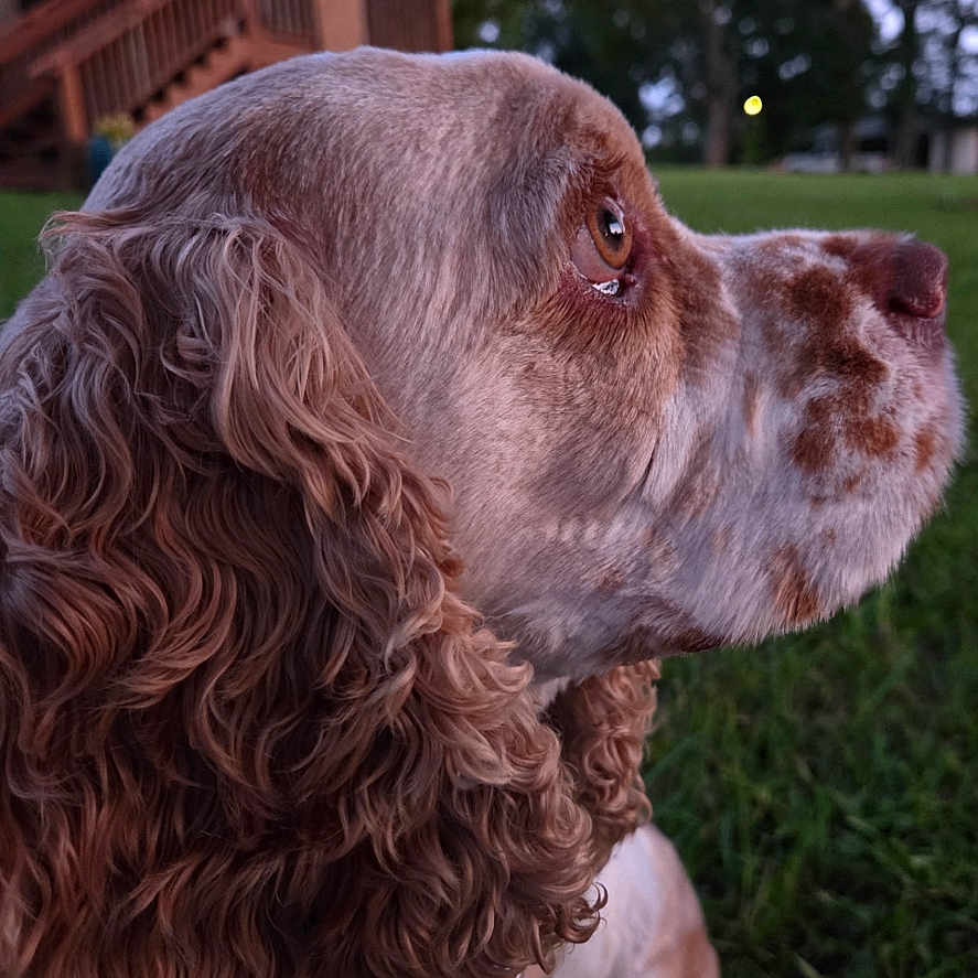Charlie is registered to the contest to win money with this photo: animal, brown_and_white, calm, canine, collar, curly_ears, dog, fur, grass, greenery, house, looking_away, nature, outdoor, pet, portrait, side_profile, stairs, twilight, wooden_railing