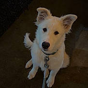 Jax joined the competition — help win amazing prizes! dog, white_dog, pet, leash, pavement, wet_ground, night, ears_up, looking_up, animal, canine, outdoor, waiting, cute, fur, collar, sitting, friendly, domestic_animal, young_dog