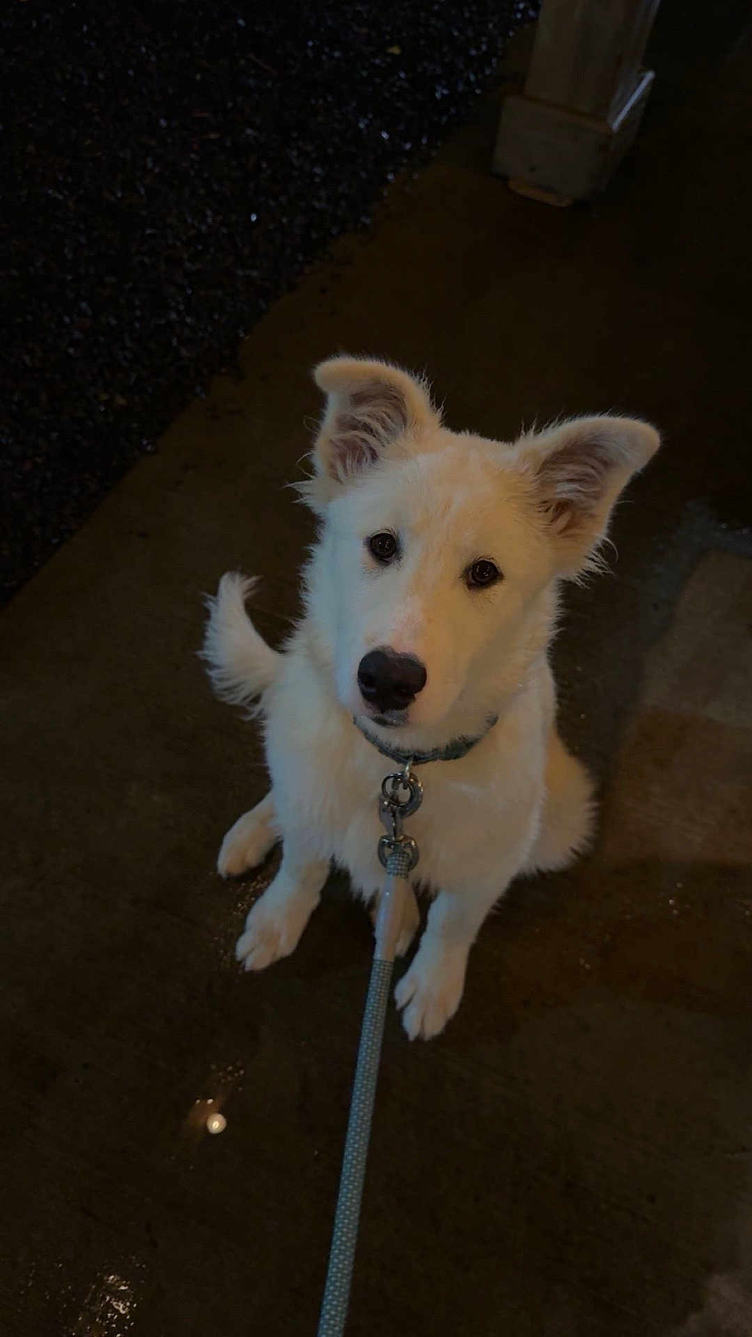 Jax joined the competition — help win amazing prizes! dog, white_dog, pet, leash, pavement, wet_ground, night, ears_up, looking_up, animal, canine, outdoor, waiting, cute, fur, collar, sitting, friendly, domestic_animal, young_dog