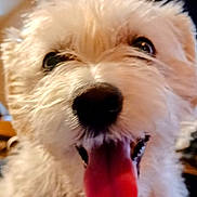 Purdy is registered to the contest to win money with this photo: dog, close_up, tongue, happy, pet, animal, fur, cute, playful, mouth, nose, face, domestic_animal, canine, friendly, adorable, expression, whiskers, furry, companion