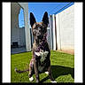 alert, animal, black_and_white, blue_sky, canine, chain, collar, daylight, dog, domestic_animal, ears_up, grass, outdoor, pet, portrait, shadow, sitting, sunny, wall, yard