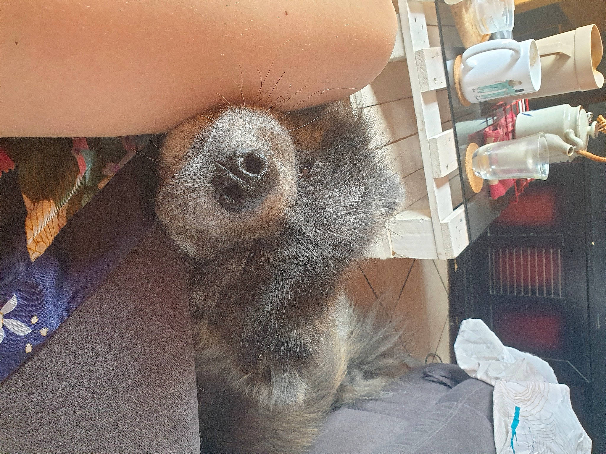 Rouk a rejoint le concours — aidez-le/la à gagner de superbes lots ! animal_shelter, cage, carnivore, claw, comfort, companion_dog, dog_breed, fawn, flooring, foot, fur, paw, rabbits_and_hares, snout, sporting_group, terrestrial_animal, whiskers, wood