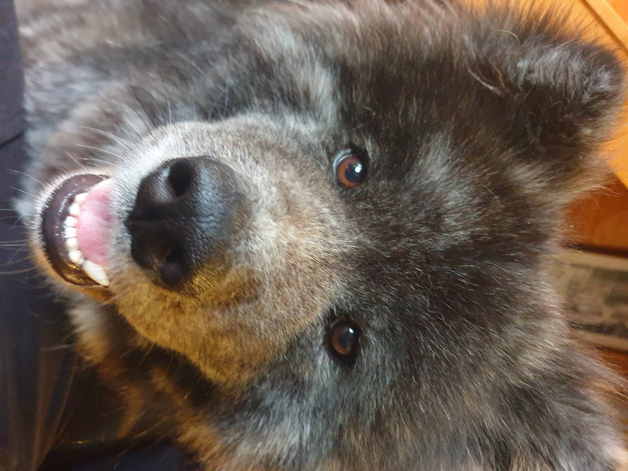 Rouk participe au concours pour gagner de l'argent avec cette photo : canidae, carnivore, claw, close_up, companion_dog, dog, dog_breed, fawn, fur, paw, snout, sporting_group, terrestrial_animal, whiskers, wildlife, working_animal