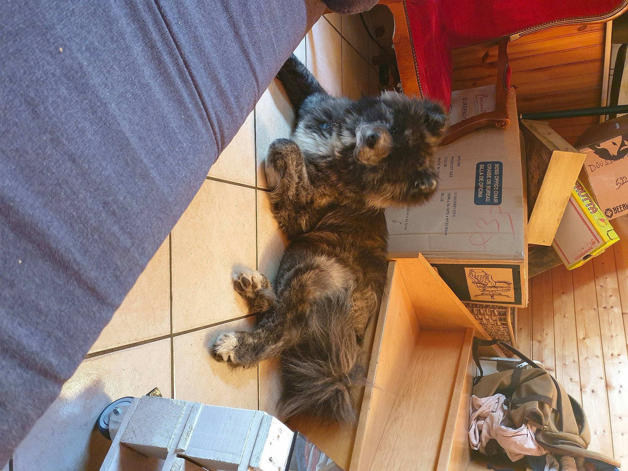 Rouk a rejoint le concours — aidez-le/la à gagner de superbes lots ! box, canidae, companion_dog, dog_breed, felidae, flooring, fur, hardwood, shipping_box, small_to_medium_sized_cats, sporting_group, tail, terrier, wood, wood_stain, working_animal