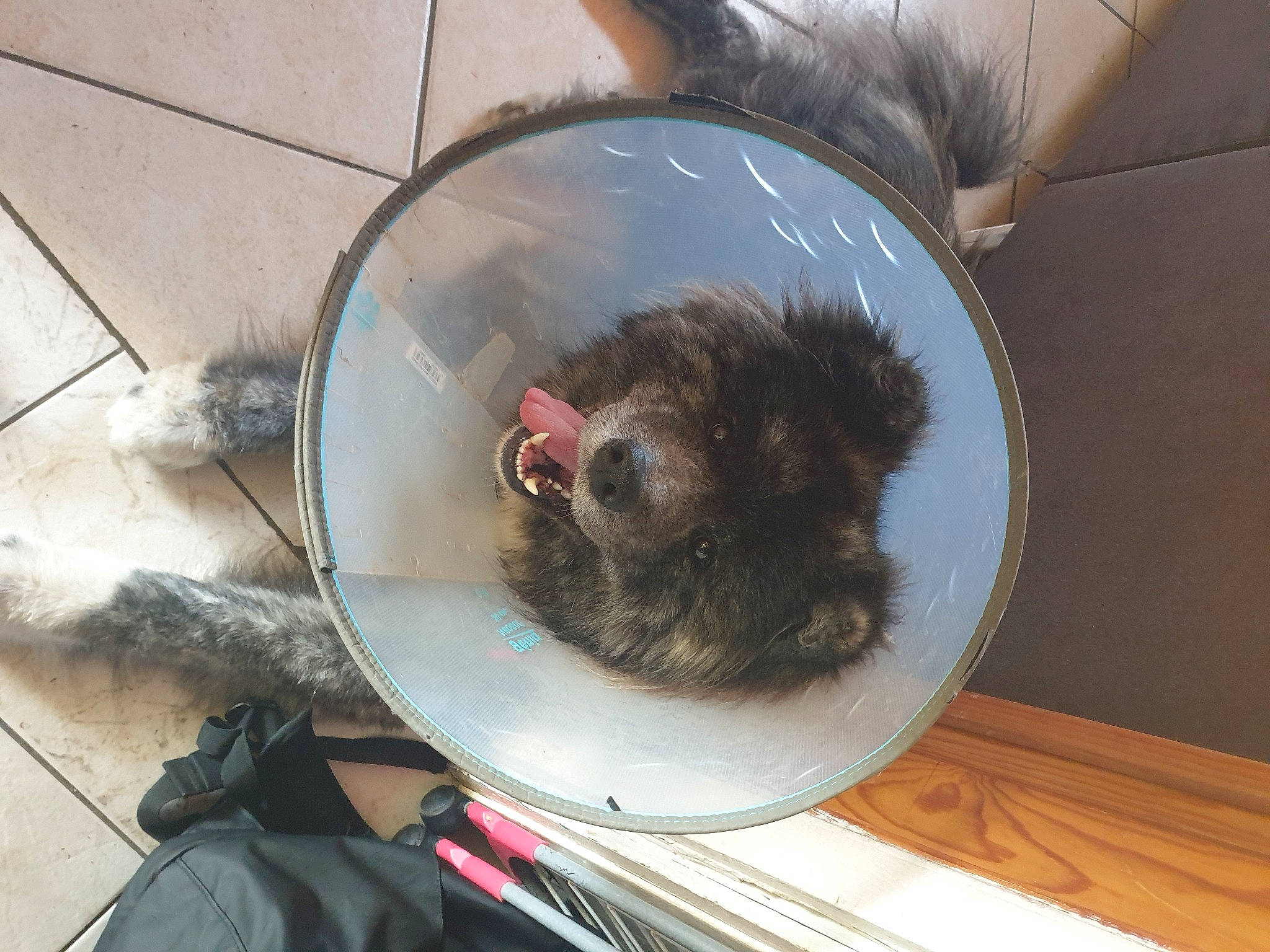 Rouk participe au concours pour gagner de l'argent avec cette photo : backpack, canidae, carnivore, companion_dog, dog_breed, fawn, felidae, fur, liver, luggage_and_bags, pest, rat, rodent, small_to_medium_sized_cats, snout, sporting_group, tail, terrestrial_animal, toy_dog, whiskers