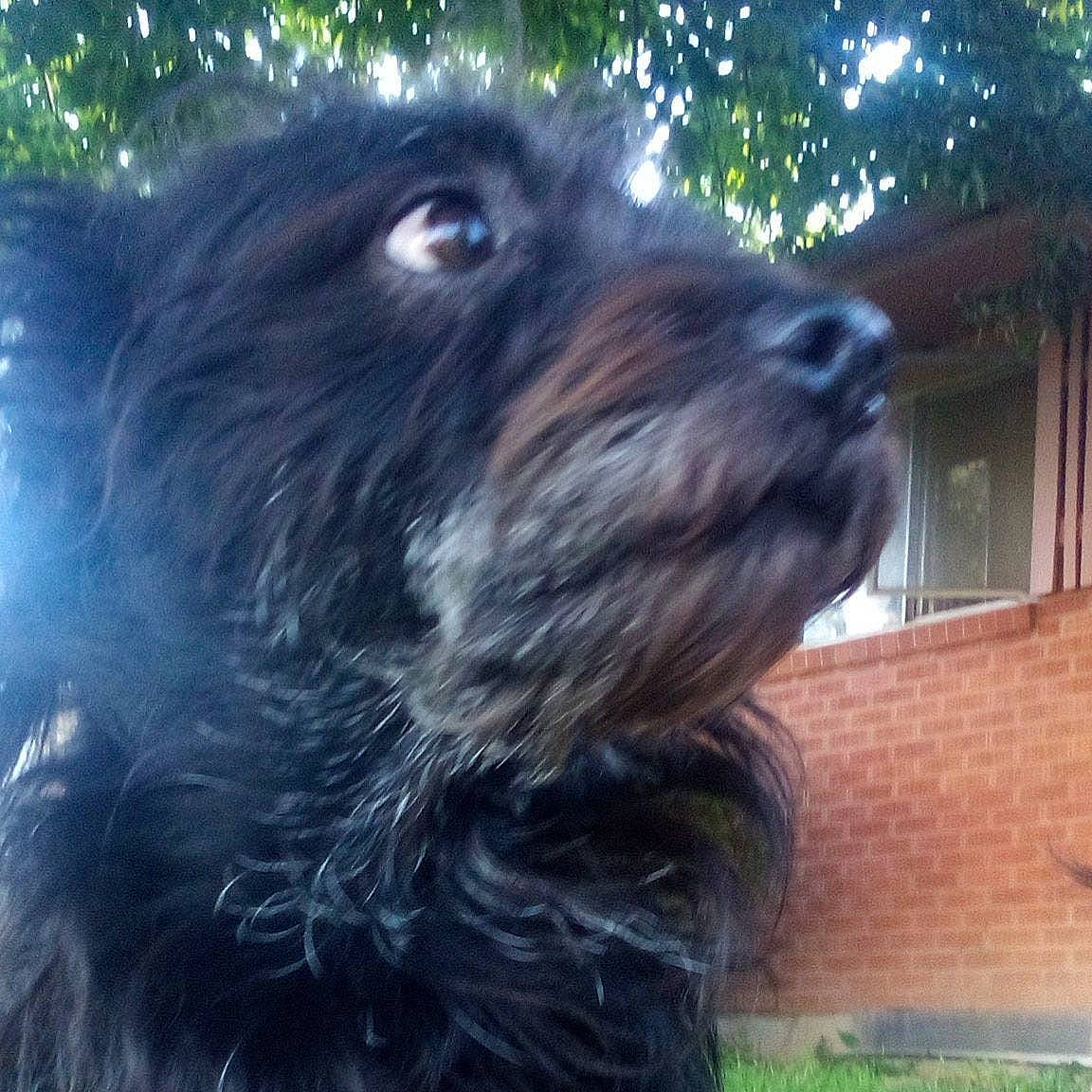 Ben is registered to the contest to win money with this photo: canidae, carnivore, companion_dog, dog, dog_breed, dog_collar, eye, fur, grass, liver, small_terrier, snout, sporting_group, terrestrial_animal, terrier, toy_dog, water_dog, window, working_animal, working_dog