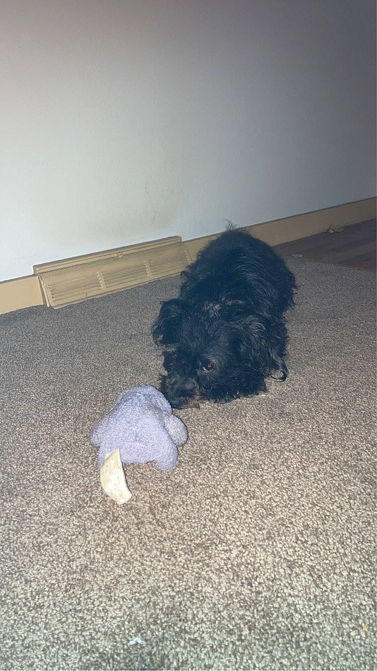 Ben is registered to the contest to win money with this photo: asphalt, canidae, carnivore, carpet, companion_dog, dog, dog_breed, door_mat, floor, flooring, fur, hardwood, road_surface, soil, sporting_group, tail, terrier, tints_and_shades, water_dog, wood