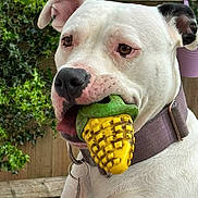 Boudicca is registered to the contest to win money with this photo: dog, white_dog, toy, corn_toy, pet, animal, outdoor, collar, close_up, fence, greenery, ears, mouth, playful, brown_eyes, leash_ring, wood, curious, canine, domestic_animal