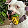 dog, white_dog, toy, corn_toy, pet, animal, outdoor, collar, close_up, fence, greenery, ears, mouth, playful, brown_eyes, leash_ring, wood, curious, canine, domestic_animal