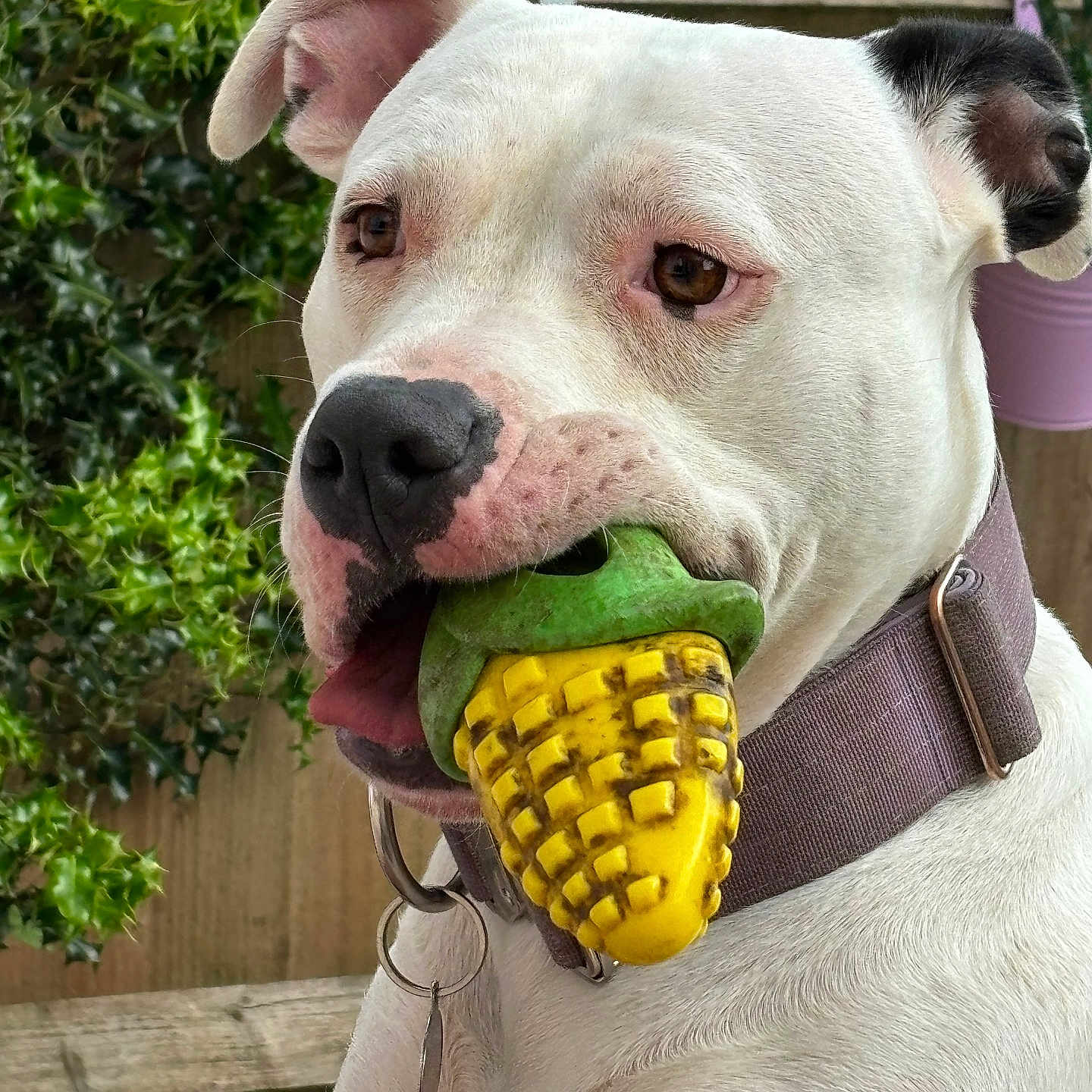 Boudicca is registered to the contest to win money with this photo: animal, brown_eyes, canine, close_up, collar, corn_toy, curious, dog, domestic_animal, ears, fence, greenery, leash_ring, mouth, outdoor, pet, playful, toy, white_dog, wood