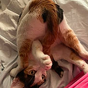 Miracle joined the competition — help win amazing prizes! cat, calico, pet, animal, bed, bedding, paw, curious, playful, indoor, feline, fur, whiskers, ears, claws, resting, cute, closeup, stretching, soft
