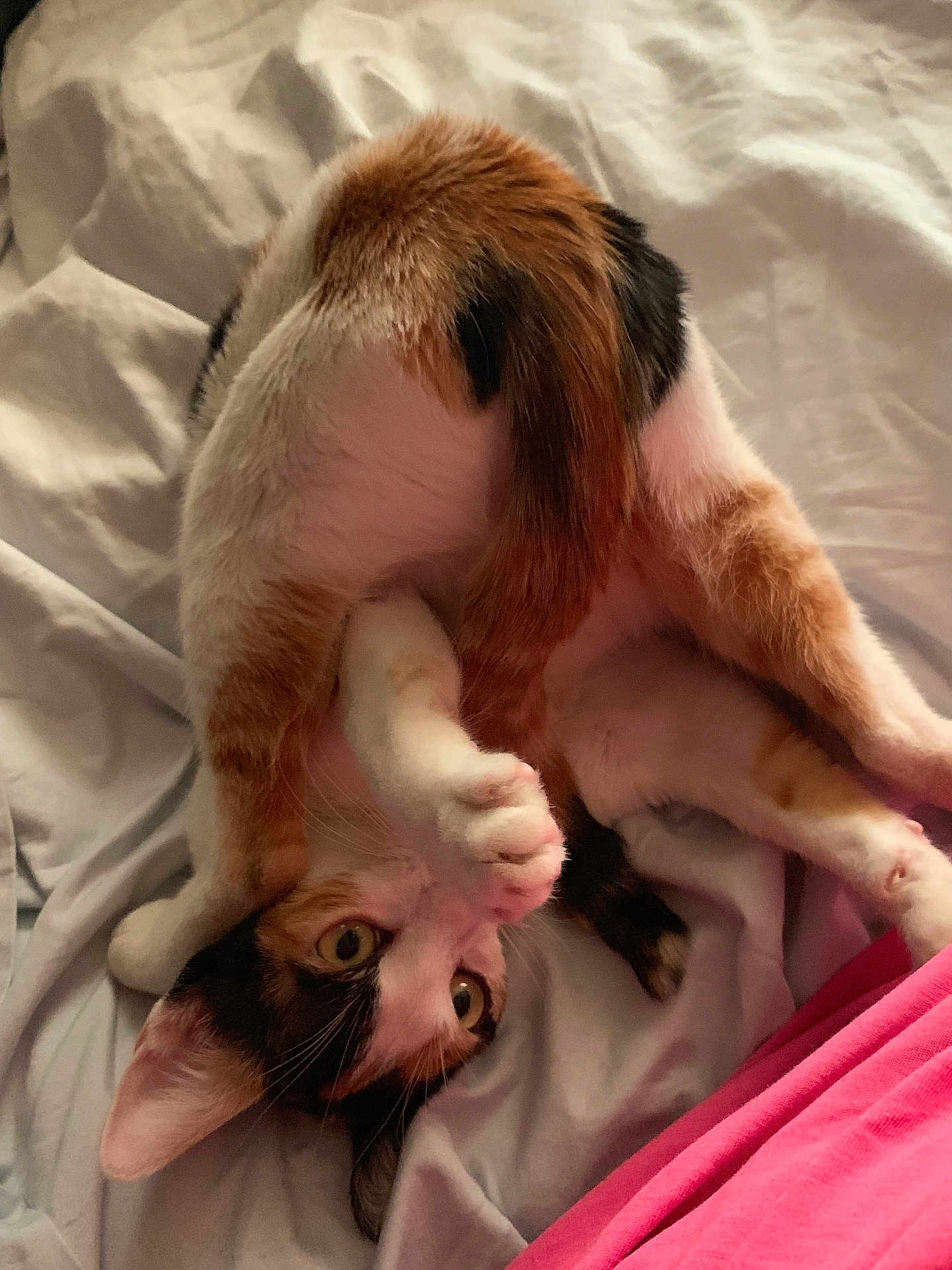Miracle joined the competition — help win amazing prizes! cat, calico, pet, animal, bed, bedding, paw, curious, playful, indoor, feline, fur, whiskers, ears, claws, resting, cute, closeup, stretching, soft