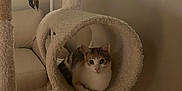 Penny is registered to the contest to win money with this photo: cat, cat_tree, indoor, furniture, feather_toy, pet, animal, relaxing, cozy, circular_tunnel, beige, living_room, wood_floor, couch, domestic_cat, resting, cute, whiskers, ears, fur