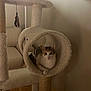 cat, cat_tree, indoor, furniture, feather_toy, pet, animal, relaxing, cozy, circular_tunnel, beige, living_room, wood_floor, couch, domestic_cat, resting, cute, whiskers, ears, fur