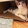 Penny is registered to the contest to win money with this photo: cat, kitten, cardboard_box, indoor, floor, wooden_floor, curious, pet, animal, whiskers, pink_nose, fur, relaxed, cozy, texture, rug, closeup, laying_down, cute, domestic_animal