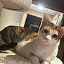 Penny joined the competition — help win amazing prizes! cat, calico, pet, animal, feline, indoor, cozy, cat_tree, fur, whiskers, ears, eyes, nose, paws, resting, domestic, mammal, cute, looking, household