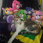 Penny joined the competition — help win amazing prizes! cat, plush_toy, care_bears, stuffed_animal, colorful, blanket, furniture, indoor, relaxed, cute, animal, soft_toy, patterned_blanket, multicolor, sitting, resting, cozy, decor, pet, comfort