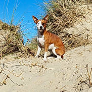 Gaïa a rejoint le concours — aidez-le/la à gagner de superbes lots ! alert, animal, blue_sky, brown, canine, daylight, dog, dunes, fur, grass, landscape, nature, outdoor, pet, portrait, sand, sitting, sunny, white, wild