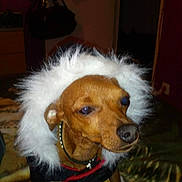 Kookie a rejoint le concours — aidez-le/la à gagner de superbes lots ! accessories, animal, bag, ball, canine, dog, face, handbag, head, hound, jewelry, necklace, person, pet, photography, portrait, puppy, sport, tennis, tennisball