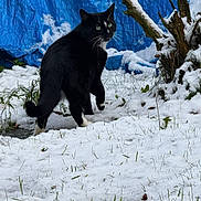 Bébé a rejoint le concours — aidez-le/la à gagner de superbes lots ! cat, snow, grass, blue_tarp, tree_branch, outdoor, animal, black_and_white, whiskers, green_eyes, winter, nature, curious, explorer, snowy_ground, fur, pet, walking, cautious, background