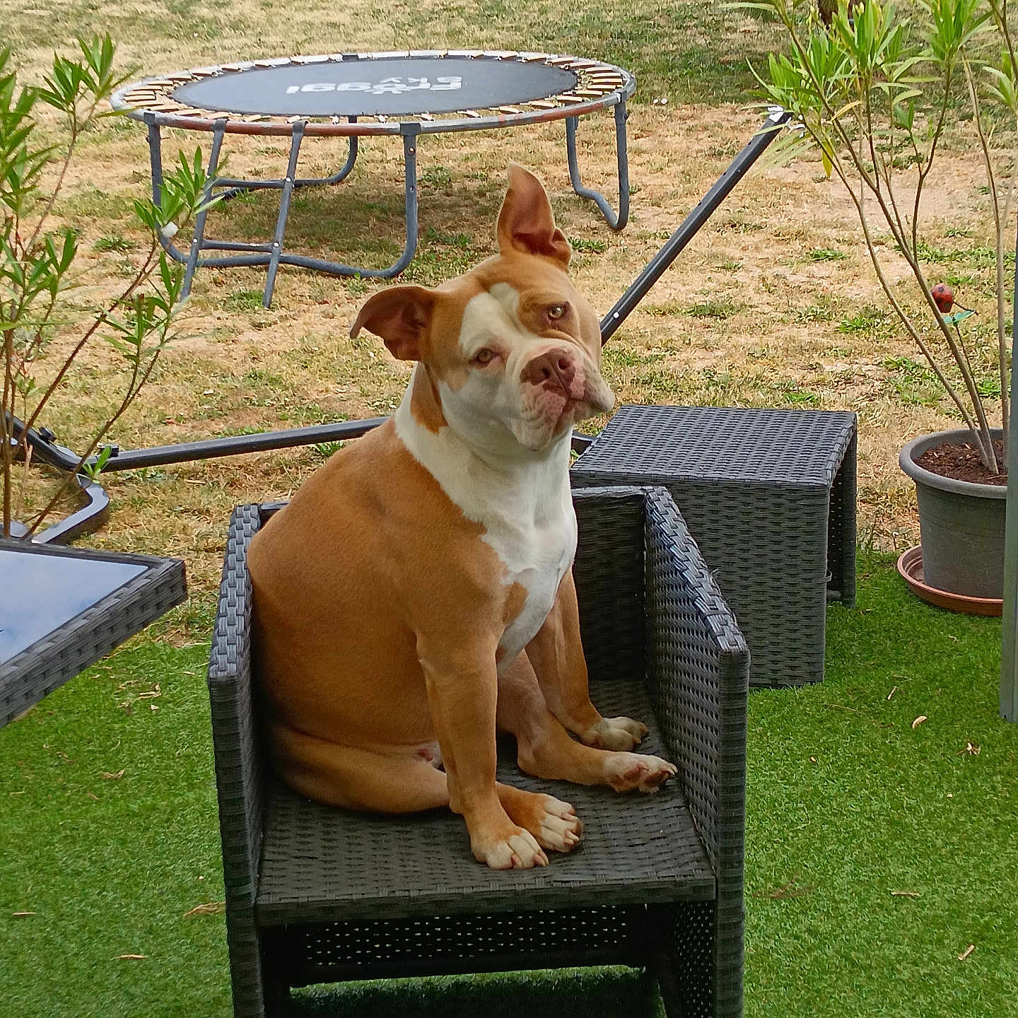Stella a rejoint le concours — aidez-le/la à gagner de superbes lots ! animal, backyard, brown_and_white_dog, canine, curious, daylight, dog, furniture, garden, grass, head_tilt, nature, outdoor, pet, potted_plants, relaxed, sitting, swing_set, trampoline, wicker_chair