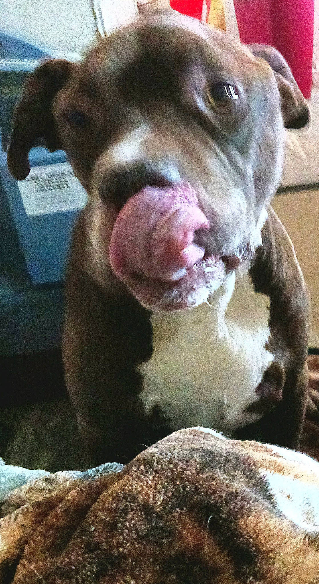 Baron joined the competition — help win amazing prizes! canidae, carnivore, companion_dog, dog, dog_breed, fawn, fur, liver, natural_material, non_sporting_group, snout, sporting_group, terrestrial_animal, whiskers, working_animal