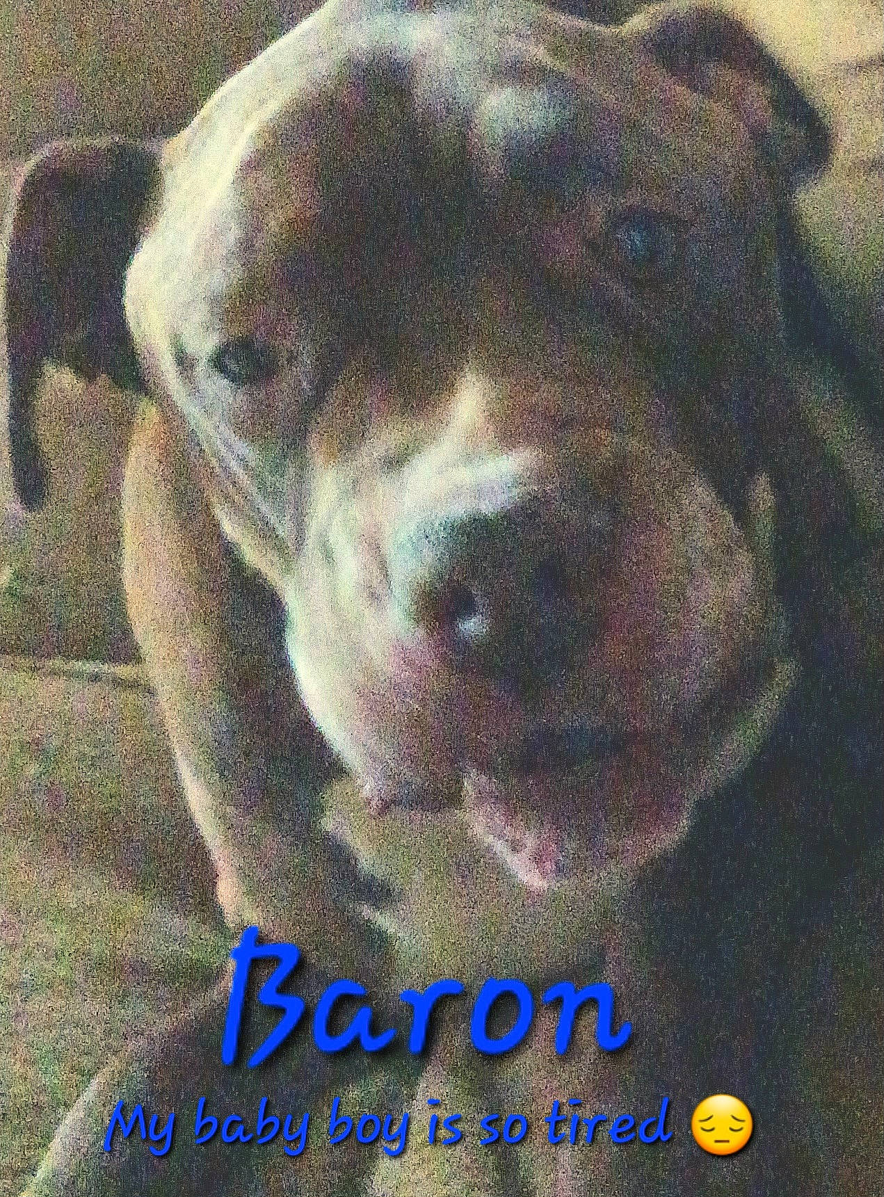 Baron is registered to the contest to win money with this photo: canidae, carnivore, companion_dog, dog, dog_breed, ear, eye, fawn, fur, happy, head, jaw, liver, pet_supply, photo_caption, snout, sporting_group, terrestrial_animal, whiskers, working_animal