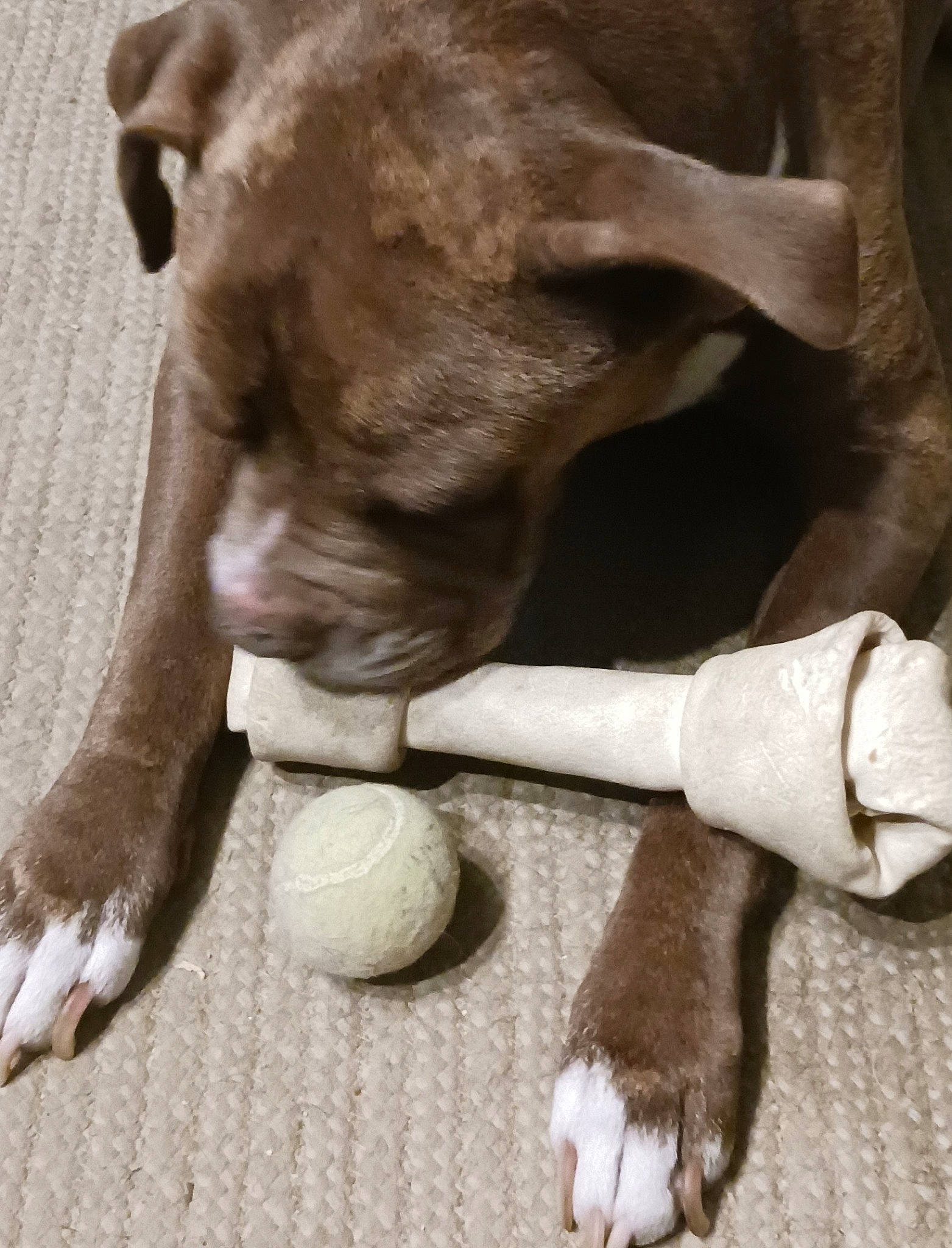 Baron joined the competition — help win amazing prizes! canidae, carnivore, companion_dog, dog, dog_breed, fawn, flooring, fur, gesture, human_leg, paw, safety_glove, snout, sporting_group, tail, terrestrial_animal, whiskers, wood, working_animal, wrinkle