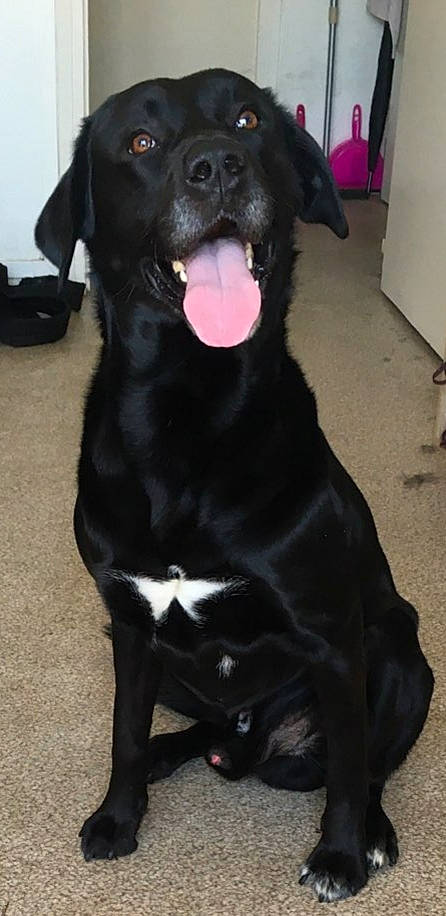 Jul participe au concours pour gagner de l'argent avec cette photo : borador, canidae, carnivore, collar, companion_dog, dog, dog_breed, dog_collar, fawn, fur, guard_dog, gun_dog, labrador_retriever, snout, sporting_group, tail, terrestrial_animal, whiskers, working_animal, working_dog