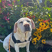 Mickey a rejoint le concours — aidez-le/la à gagner de superbes lots ! dog, white_dog, sitting, harness, leash, grass, flowers, yellow_flowers, purple_flowers, garden, outdoor, sunlight, nature, pet, animal, closeup, peaceful, relaxed, daylight, greenery