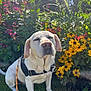 dog, white_dog, sitting, harness, leash, grass, flowers, yellow_flowers, purple_flowers, garden, outdoor, sunlight, nature, pet, animal, closeup, peaceful, relaxed, daylight, greenery