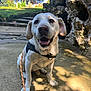 Mickey a rejoint le concours — aidez-le/la à gagner de superbes lots ! dog, white_dog, pet, outdoor, nature, harness, leash, happy, smiling, sitting, park, rocks, path, sunlight, shadow, greenery, tree, canine, animal, daytime