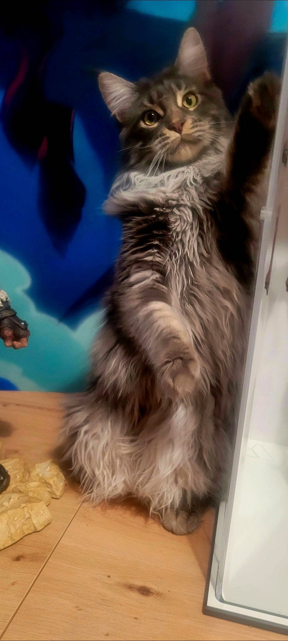 Ursoc participe au concours pour gagner de l'argent avec cette photo : british_longhair, carnivore, cat, claw, domestic_short_haired_cat, electric_blue, felidae, flooring, fur, maine_coon, paw, small_to_medium_sized_cats, snout, tail, terrestrial_animal, whiskers