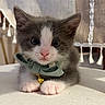 Joji joined the competition — help win amazing prizes! kitten, cat, pet, young_animal, gray_and_white, collar, bell, close_up, whiskers, cute, fur, indoor, texture, tassels, fabric, resting, small_paws, wide_eyes, adorable, domestic_animal