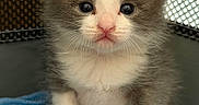 Joji is registered to the contest to win money with this photo: kitten, cat, animal, pet, feline, cute, fluffy, gray, white, towel, soft, young, small, paw, whiskers, indoor, portrait, close_up, curious, face