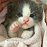 Joji joined the competition — help win amazing prizes! kitten, cat, baby_animal, blue_eyes, paw, towel, hand, cute, fluffy, pet, animal, snuggled, pink, soft, close_up, indoor, young, adorable, feline, portrait