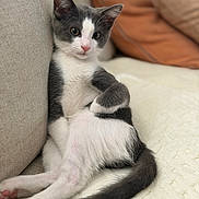 Joji joined the competition — help win amazing prizes! kitten, cat, gray_and_white, pet, animal, feline, relaxed, couch, indoor, cozy, soft, curious, cute, whiskers, paw, tail, fur, resting, comfort, closeup
