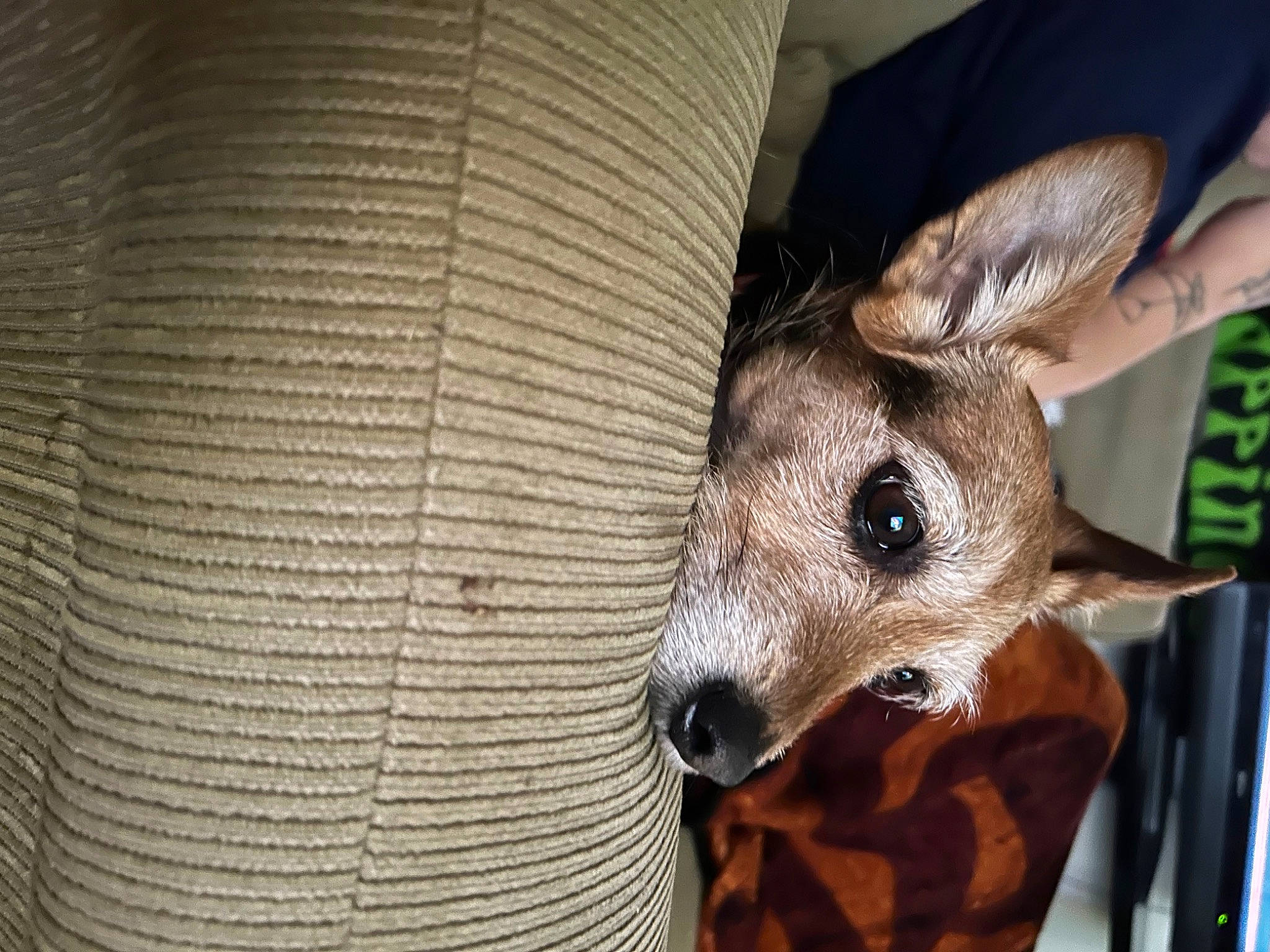 Bella joined the competition — help win amazing prizes! canidae, carnivore, comfort, deer, dog_breed, ear, fawn, felidae, fur, marsupial, snout, terrestrial_animal, wallaby, whiskers, white_tailed_deer, wildlife, wood