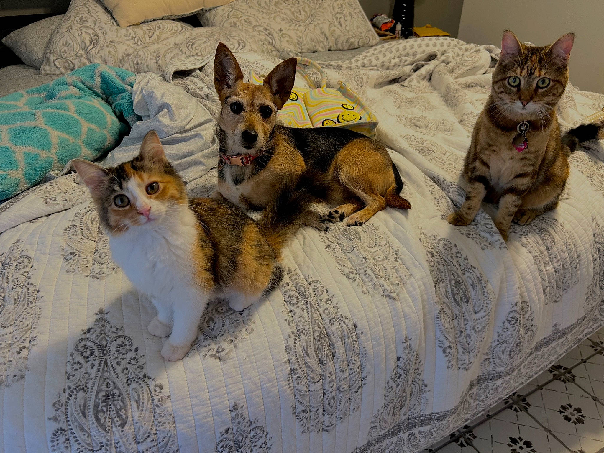 Bella is registered to the contest to win money with this photo: bed, canidae, carnivore, cat, comfort, companion_dog, dog, dog_breed, dog_supply, domestic_short_haired_cat, fawn, felidae, fur, grey, linens, paw, small_to_medium_sized_cats, snout, tail, whiskers