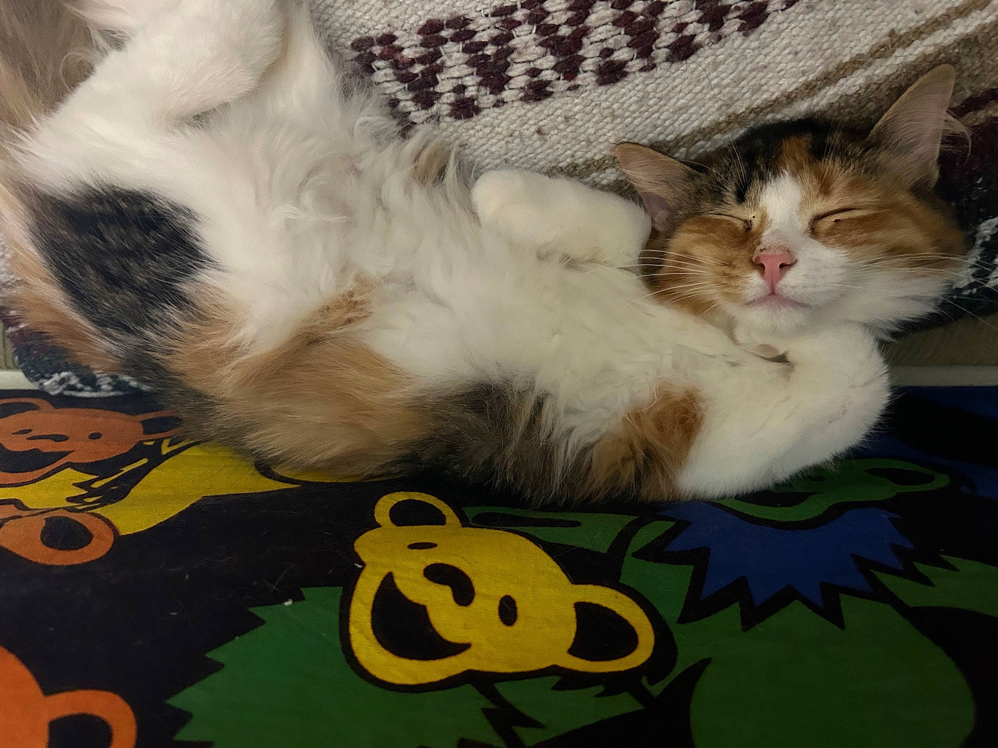 Nezuko joined the competition — help win amazing prizes! carnivore, cat, claw, comfort, companion_dog, domestic_short_haired_cat, felidae, flooring, foot, fur, happy, lap, nap, paw, photo_caption, sky, small_to_medium_sized_cats, tail, visual_arts, whiskers