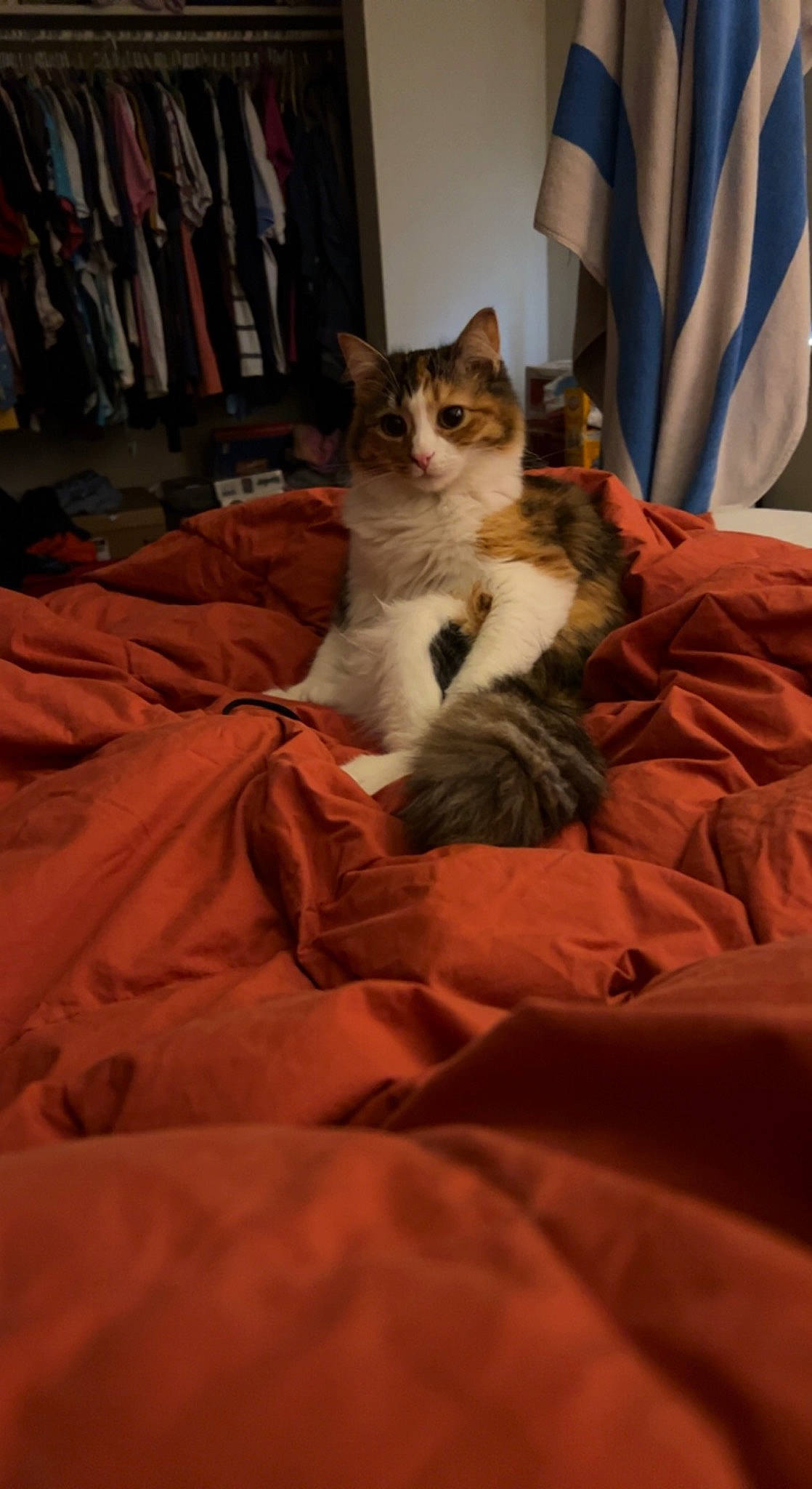 Nezuko joined the competition — help win amazing prizes! bed, bed_sheet, bedding, brown, carnivore, cat, comfort, domestic_short_haired_cat, duvet, fawn, felidae, flooring, fur, linens, room, small_to_medium_sized_cats, tail, textile, whiskers, wood