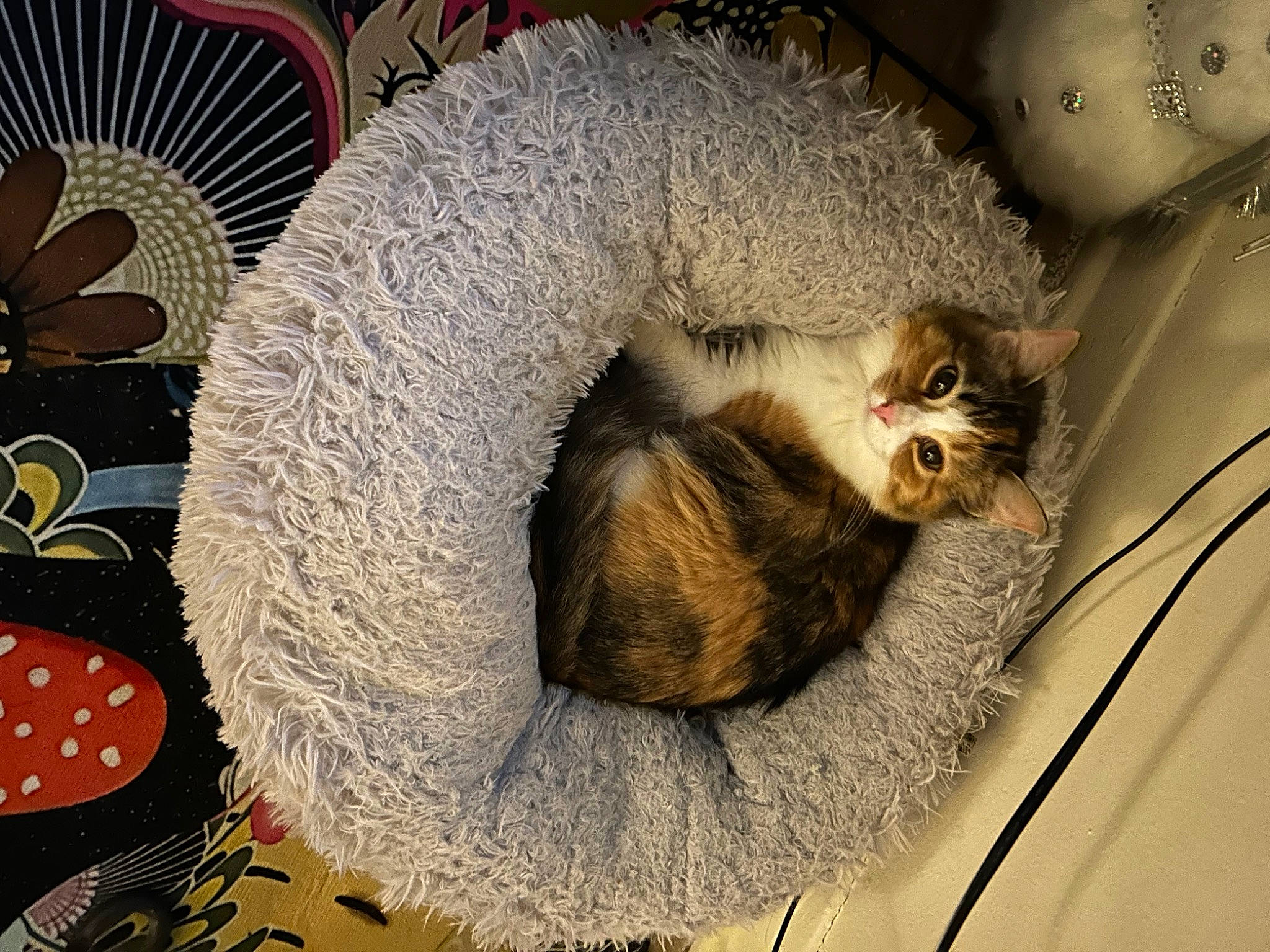 Nezuko is registered to the contest to win money with this photo: carnivore, cat, cat_bed, cat_supply, comfort, domestic_short_haired_cat, fawn, felidae, fur, grey, linens, mammal, pet_supply, small_to_medium_sized_cats, snout, tail, textile, vertebrate, whiskers, wood