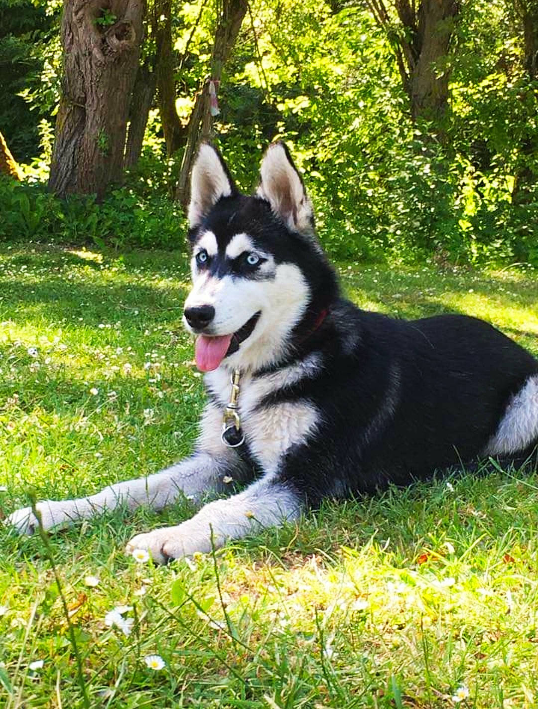 Naska participe au concours pour gagner de l'argent avec cette photo : canidae, canis, carnivore, companion_dog, dog, dog_breed, fawn, fur, grass, plant, recreation, siberian_husky, sled_dog, snout, sporting_group, tail, terrestrial_animal, tree, wolf, working_animal