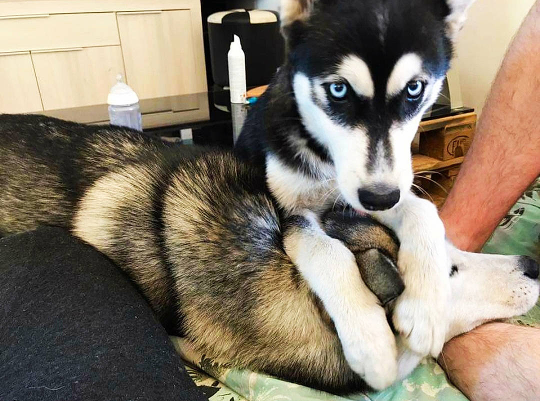 Naska participe au concours pour gagner de l'argent avec cette photo : box, canidae, canis, carnivore, companion_dog, dog, dog_breed, fawn, fur, paw, siberian_husky, sled_dog, snout, sporting_group, terrestrial_animal, whiskers, wildlife, wolf, working_animal, working_dog