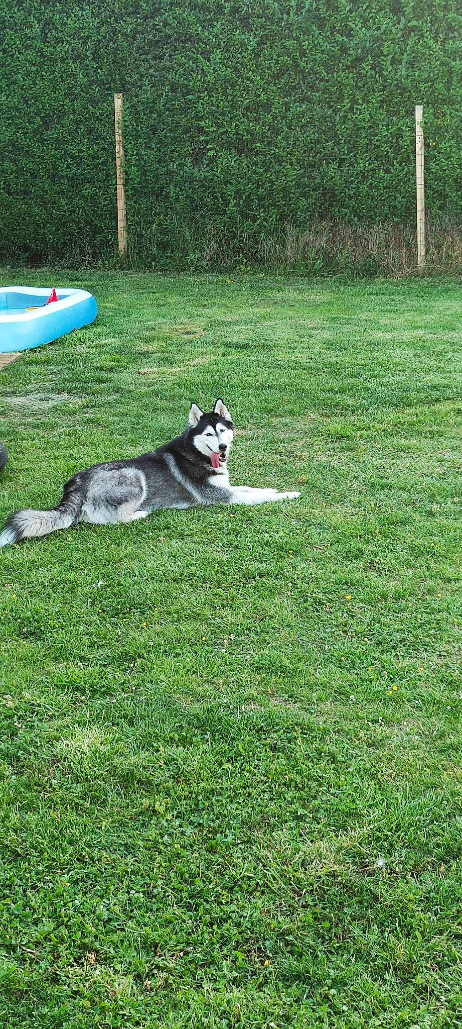 Naska a rejoint le concours — aidez-le/la à gagner de superbes lots ! canidae, carnivore, companion_dog, dog, dog_breed, dog_sports, garden, grass, grassland, groundcover, lawn, leisure, non_sporting_group, plant, recreation, sled_dog, sporting_group, tail, working_dog, yard