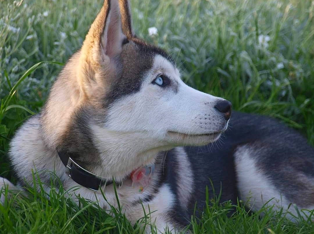 Jawak a rejoint le concours — aidez-le/la à gagner de superbes lots ! canidae, canis, carnivore, collar, companion_dog, dog, dog_breed, eye, fawn, fur, grass, plant, sled_dog, snout, sporting_group, terrestrial_animal, vertebrate, whiskers, wildlife, working_dog