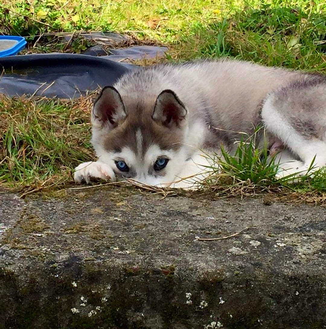 Jawak participe au concours pour gagner de l'argent avec cette photo : carnivore, cat, dog_breed, domestic_short_haired_cat, fawn, felidae, fur, grass, natural_landscape, plant, small_to_medium_sized_cats, snout, tail, terrestrial_animal, whiskers, wildlife