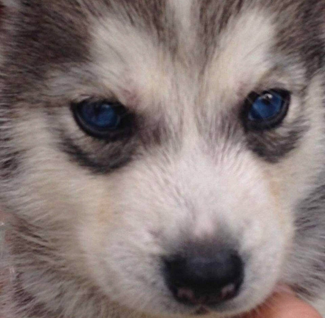 Jawak participe au concours pour gagner de l'argent avec cette photo : canidae, carnivore, close_up, companion_dog, dog, dog_breed, ear, eyelash, fur, photography, puppy, snout, sporting_group, tableware, terrestrial_animal, toy_dog, whiskers, wildlife