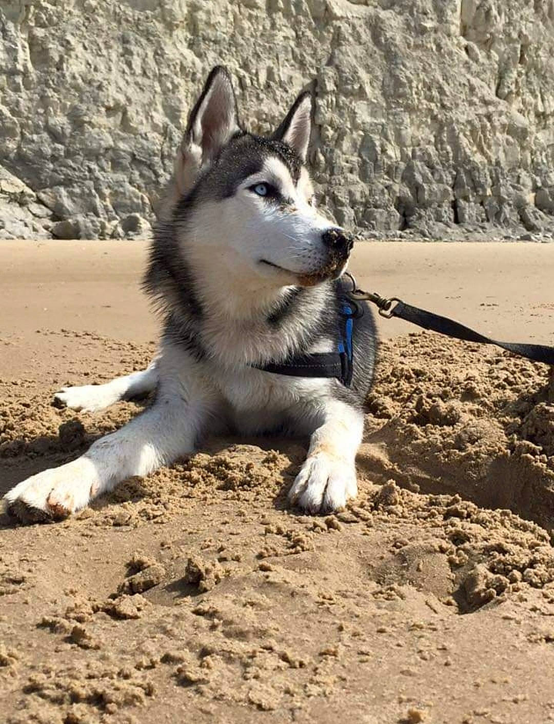 Jawak a rejoint le concours — aidez-le/la à gagner de superbes lots ! carnivore, dog, dog_breed, fur, jaw, plant, sand, siberian_husky, soil, terrestrial_animal, wildlife, working_dog